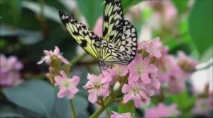 ЮЖНАЯ БАЛЛАДА