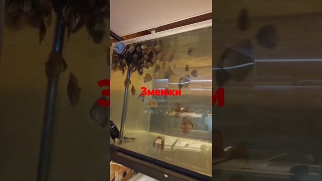 Голодные змеи.