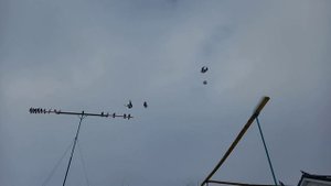 Голуби СВГ 26.01.2022