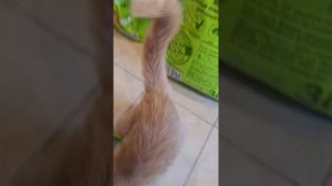 Наполнитель Тофу