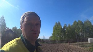 Просто посадил картофель. Золотая картошечка.