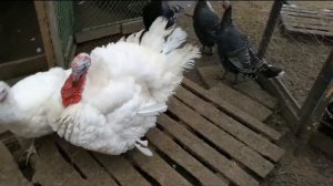 Индюки на племя.