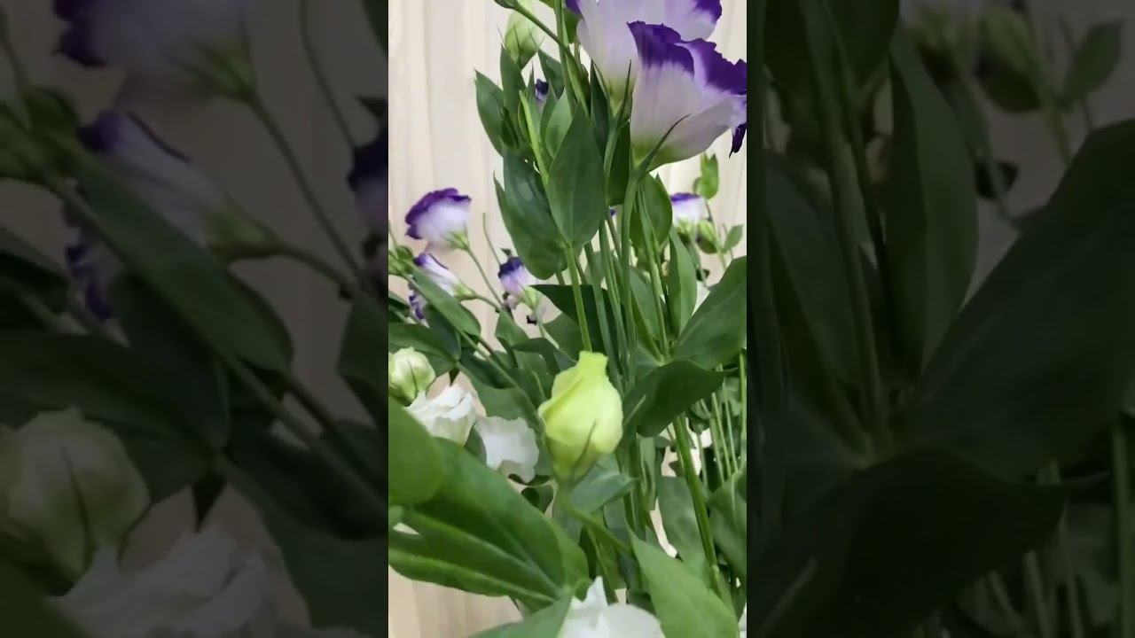 Приглашаем Вас на преображение улыбки!