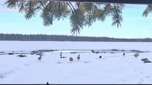 Гусиная Охота на болотах севера