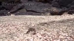 В мире животных|| озвучка от Джавида