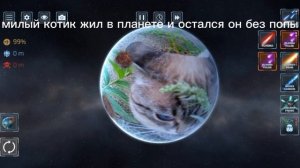 бедный котик