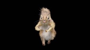 🎶CHIPMUNKS - I LIKE TO MOVE IT MOVE IT🎺 King Julien