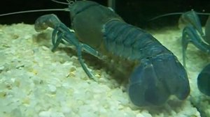 Cherax destructor