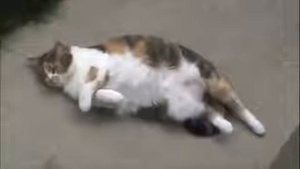 Кот пукнул прикол