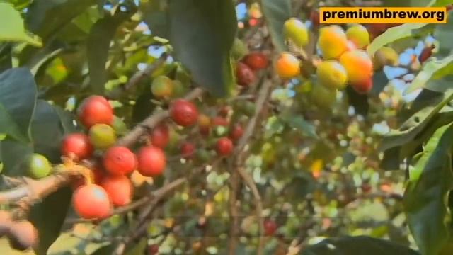 African Kahawa Blend - The Blind Coffee Bean - African Kahawa Blend смотреть онлайн