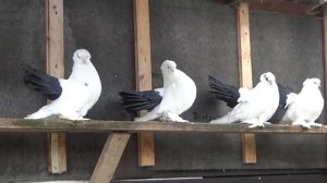 Positurtümmler Статные Голуби Новочеркаские чернохвостые 2018