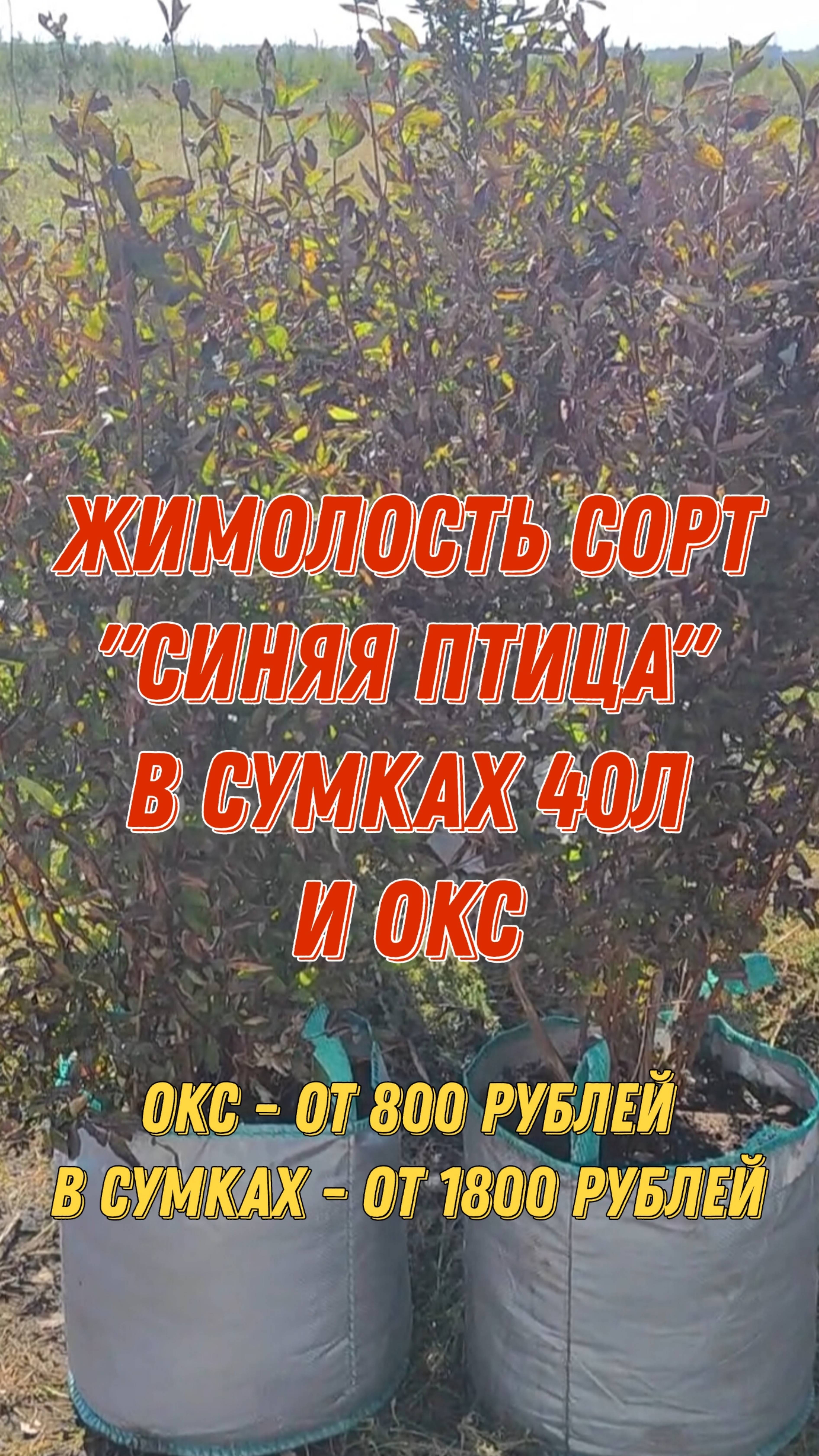 Жимолость сорт "Синяя Птица" ОКС и в сумках 40л. What's App +79257080011 смотреть онлайн