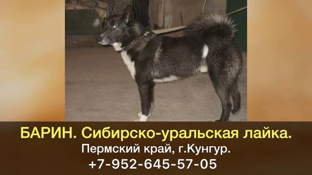 Пропала собака! БАРИН. Сибирско-уральская лайка. Пермский край, г.Кунгур.