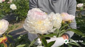 Florence Nicholls peony. Флоренс Николс пион. Пулков сад