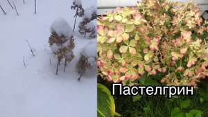 Гортензия зимой 18-01-2025