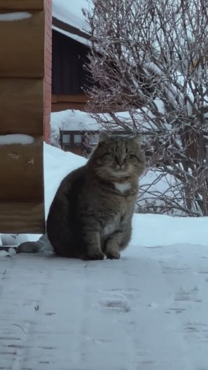 Барс Великолепный ✨ Милые котики