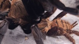 chilobrachys fimbriatus pairing