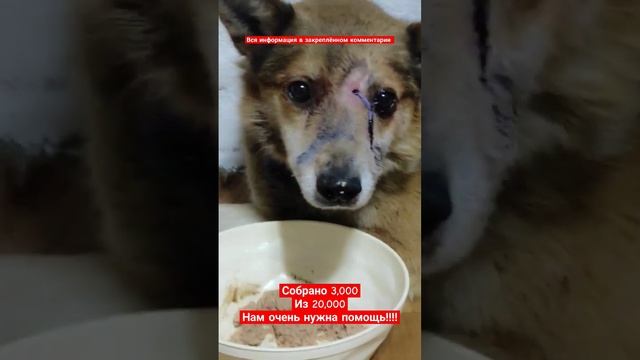 #нужнапомощь #sos #doghelp