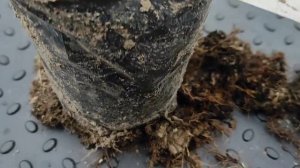 Алыча Мара
Мой сайт - https://www.prosad67.ru