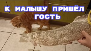 К Малышу пришёл гость