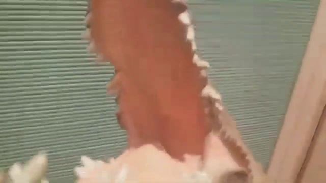 крокодил паппет смотреть онлайн