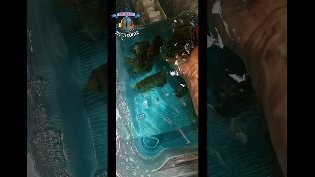 Теперь хороший дискус есть в Тольятти!