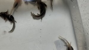 Малыши аксолотли