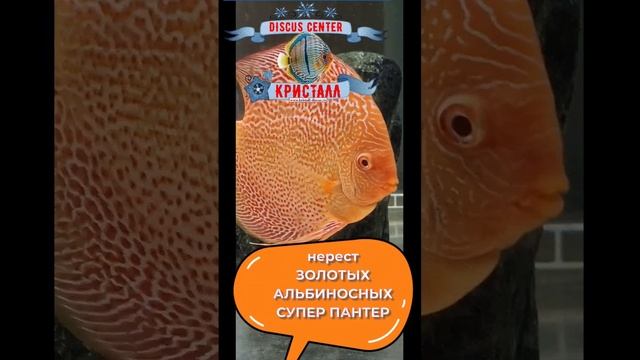 Нерест Золотых Альбиносных супер пантер.
