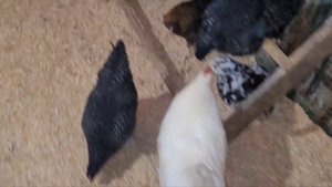 Топчет ли петух кур?🐓 Надеятся ли на оплод яйца? 🐣