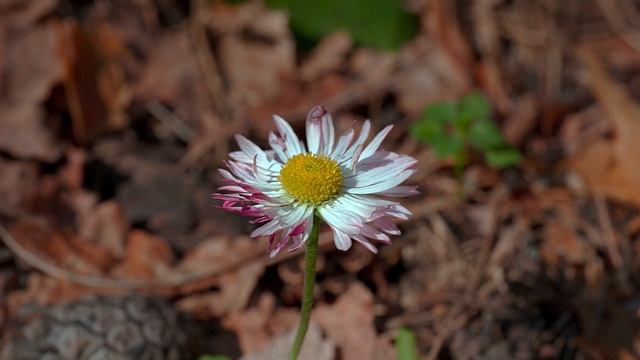 Рассветы июня... Panasonic S1 смотреть онлайн