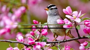 Весна, весна