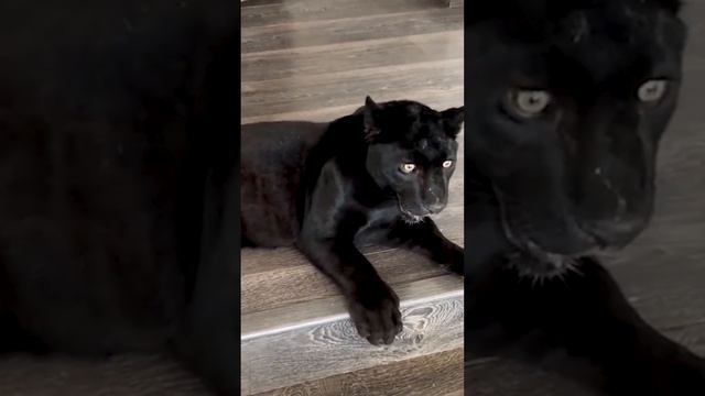 Черные пантеры: Мистические кошки  #животные #кошки #пантера