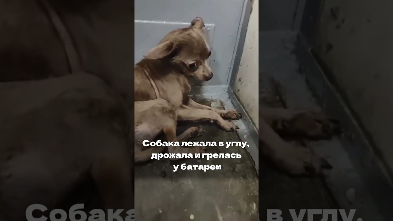 Собаку бросили в вагоне электрички shorts