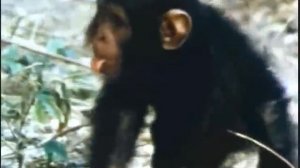 Wild baby chimpanzee takes first steps (improved)