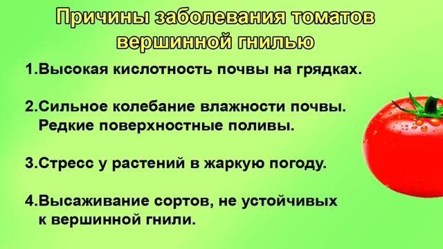ШПАРГАЛКА 26. Вершинная гниль у томатов. Причины и лечение.