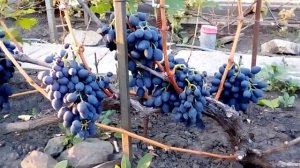 Виноград Надежда АЗОС