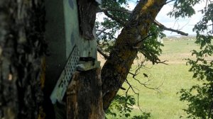 Первые рои в 2024, начало роения пчел.