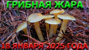 ГРИБНАЯ ЖАРА 18 ЯНВАРЯ 2025 ГОДА !!!!