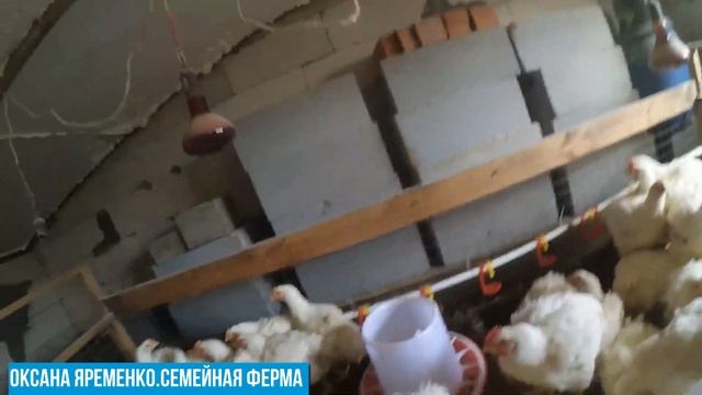 Цыплята/Рассада/Бройлеры