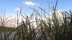 ОТЛИЧНАЯ ОХОТА  С ЧУЧЕЛАМИ И МАХОКРЫЛАМИ НА УТКУ  АТА АРМС НЕО 12. 2023. hunting  АТА НЕО 12