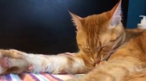 Кот умывается. The cat washes