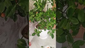 Домашний мандарин. Болезни.