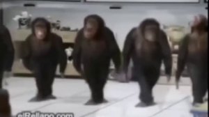 Обезьяны танцуют и поют У АА УУ А