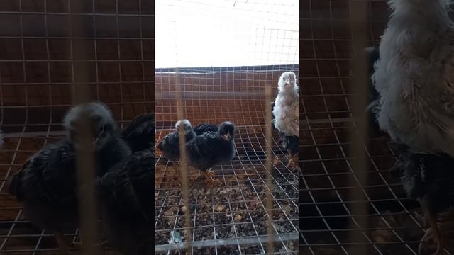цыплята #вашаферма #chicken #семейнаяферма #animals #цыплята #цыплёнок #цыпа #несушки #куры #ферма