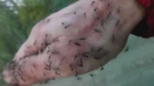 mosquitoes, много комаров на лесной дороге.