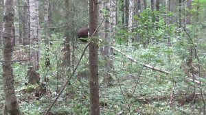 Возвращение с войны . Подъем бойцов в урочище Дедно.