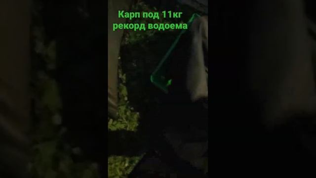 Карп под 11кг рекорд водоема .