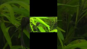 Сом анциструс L-144 Зеленый Дракон.