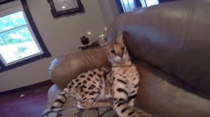 African serval vs gopro hero 3+ black