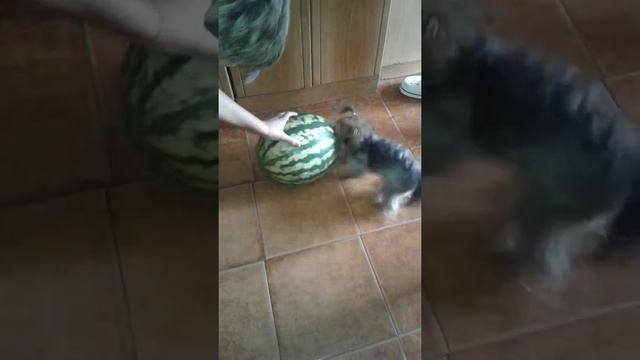 Очень жадный йорик Клоди смотреть онлайн